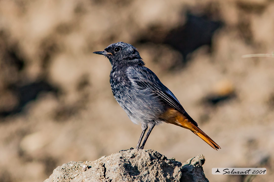 Phoenicurus ochruros :  Codirosso Spazzacamino (maschio); Black Redstart (male)
