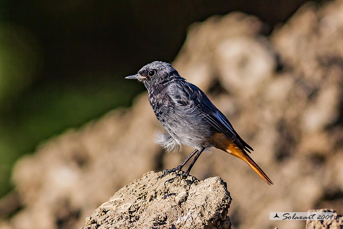 Phoenicurus ochruros :  Codirosso Spazzacamino (maschio); Black Redstart (male)
