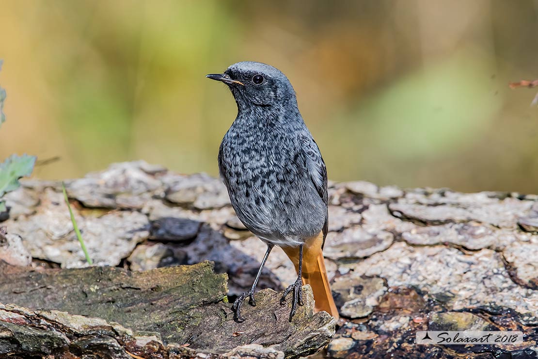 Phoenicurus ochruros: Codirosso Spazzacamino (maschio); Black Redstart (male)