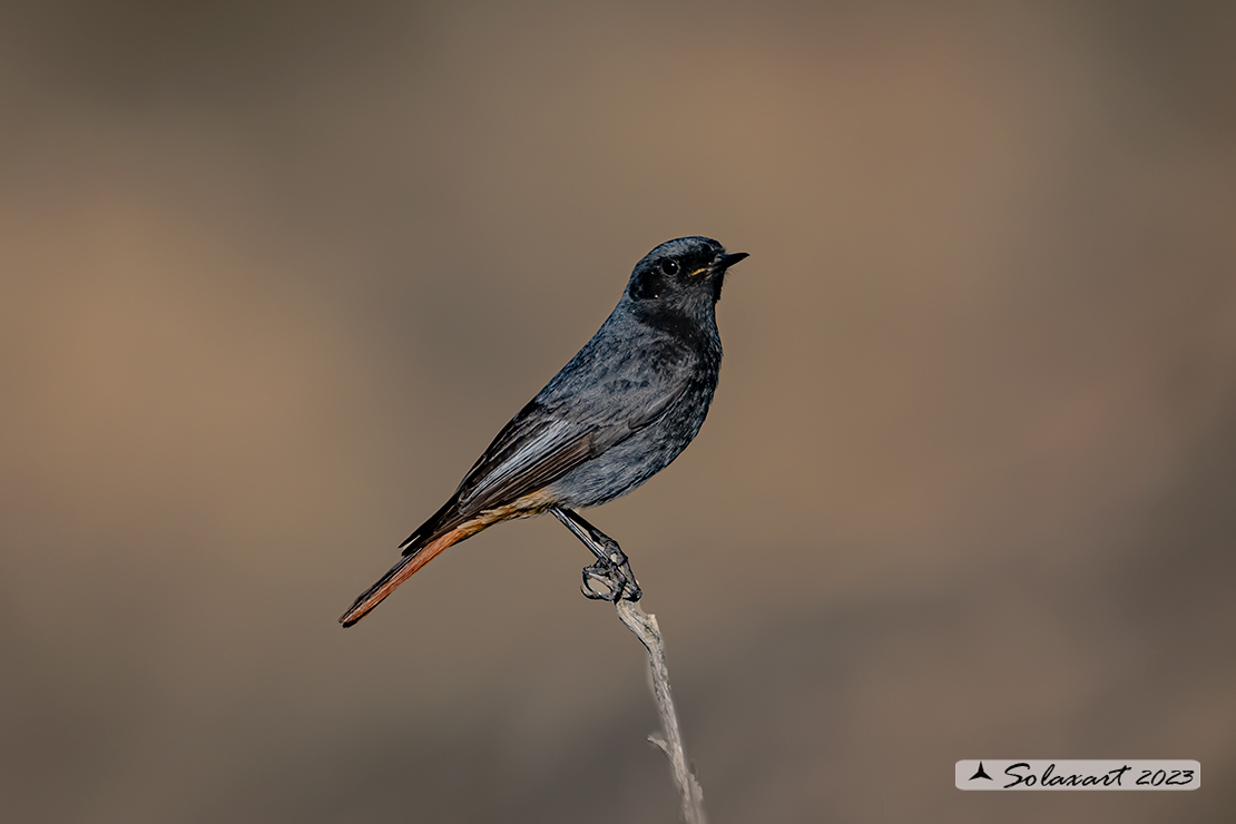 Phoenicurus ochruros: Codirosso Spazzacamino (maschio); Black Redstart (male)