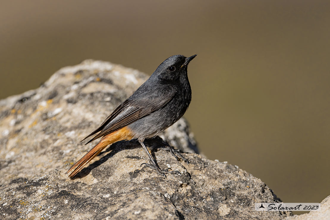Phoenicurus ochruros: Codirosso Spazzacamino (maschio); Black Redstart (male)