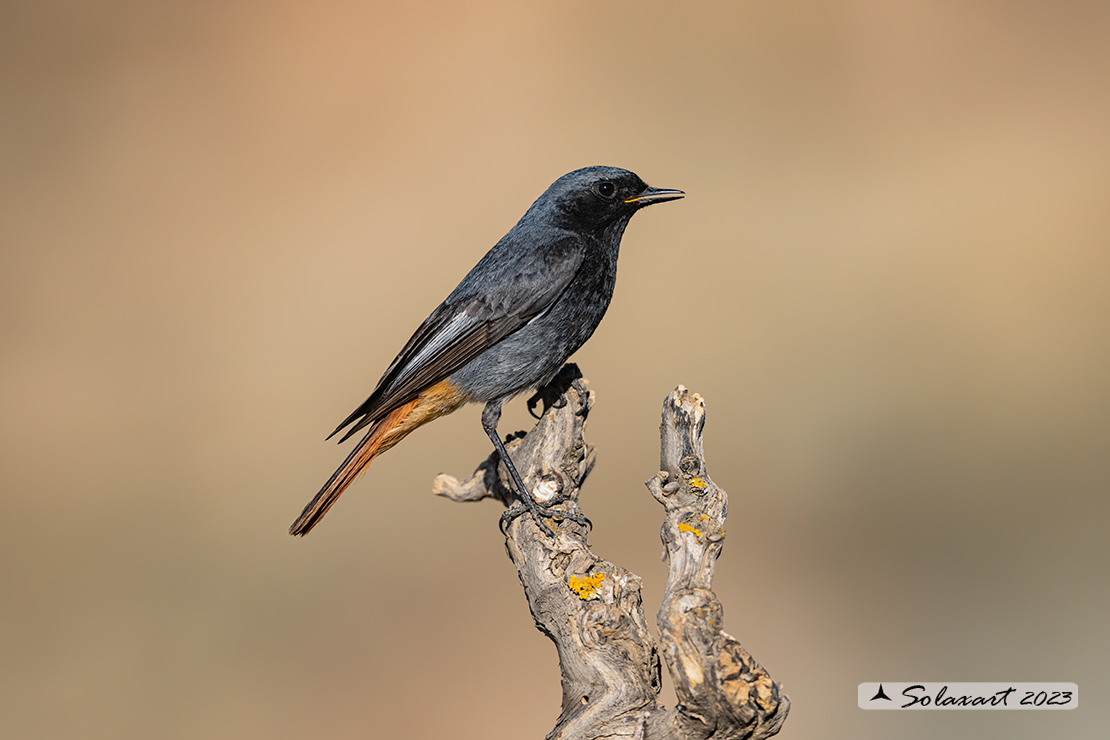 Phoenicurus ochruros: Codirosso Spazzacamino (maschio); Black Redstart (male)