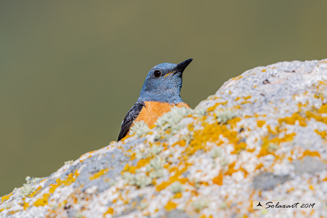 Monticola saxatilis - Codirossone - Common rock thrush