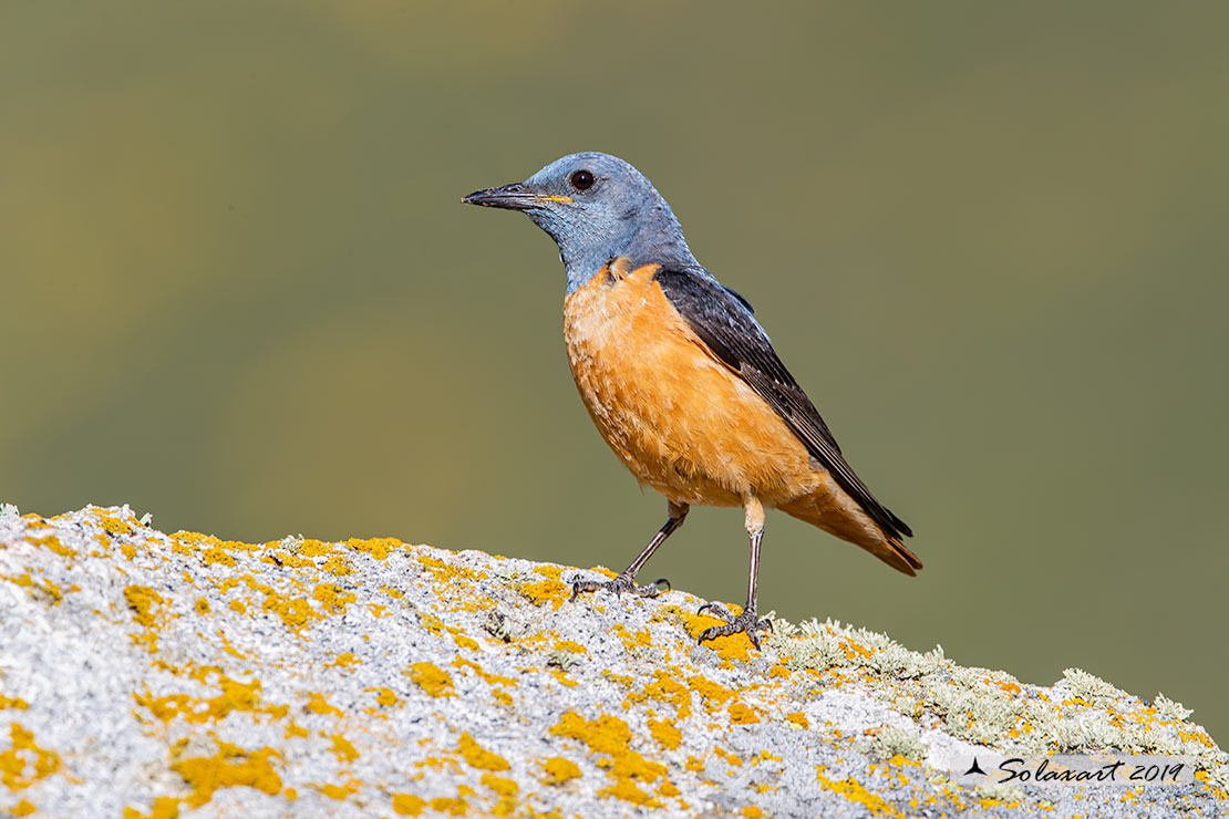 Monticola saxatilis - Codirossone - Common rock thrush
