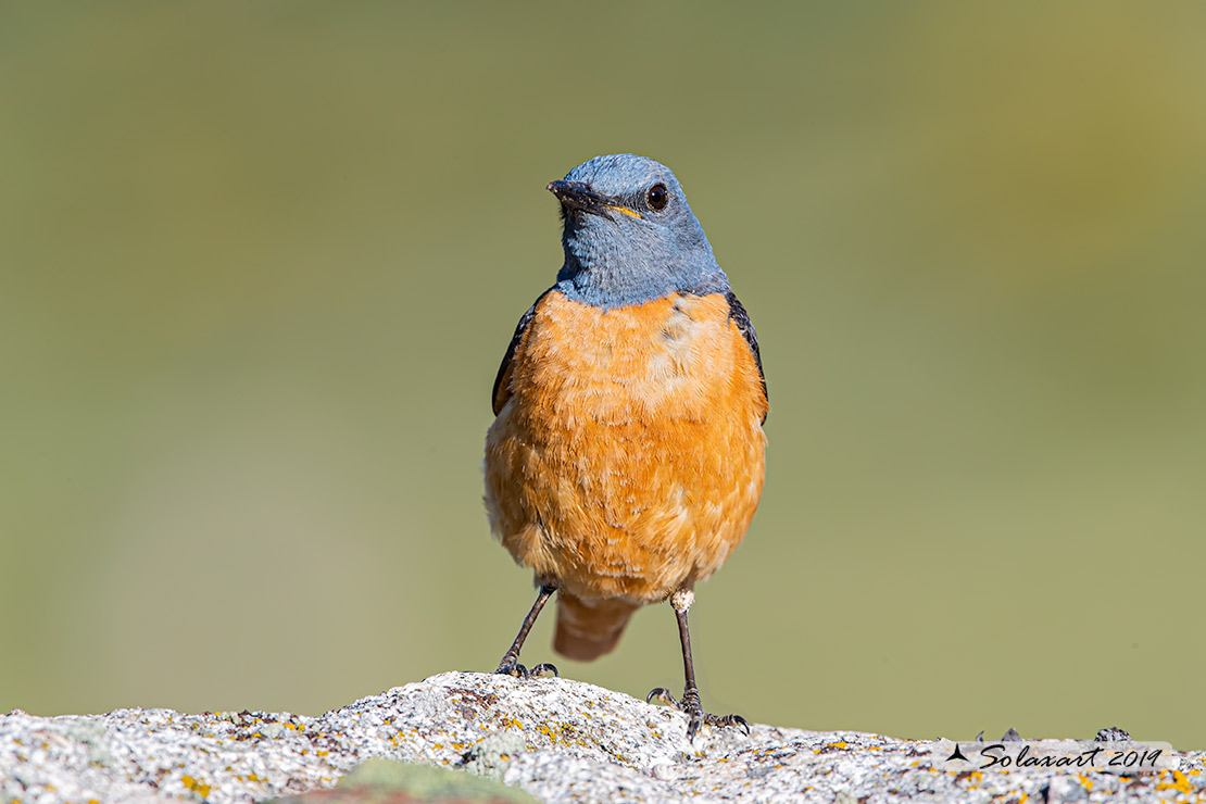 Monticola saxatilis - Codirossone - Common rock thrush