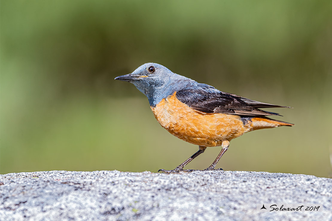 Monticola saxatilis - Codirossone - Common rock thrush