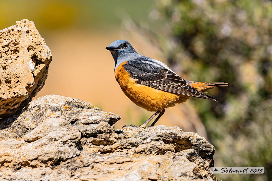 Monticola saxatilis - Codirossone - Common rock thrush