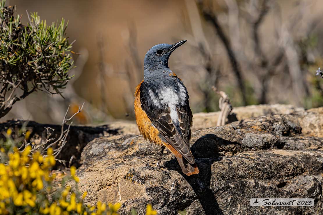 Monticola saxatilis - Codirossone - Common rock thrush