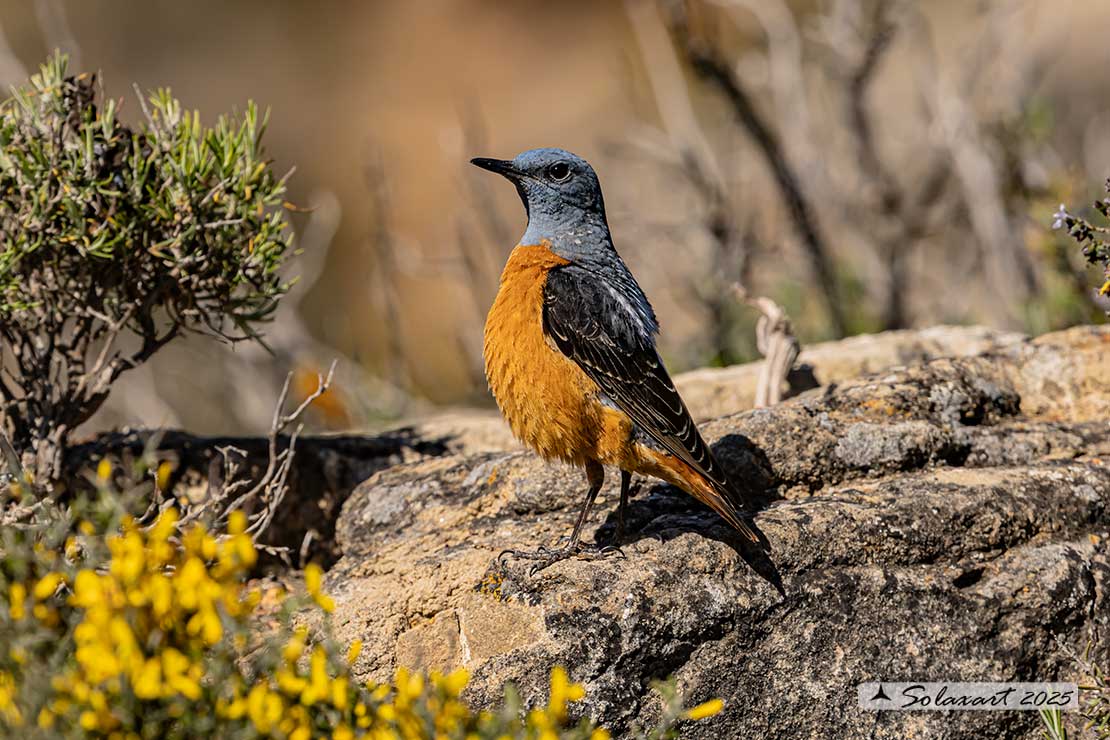 Monticola saxatilis - Codirossone - Common rock thrush
