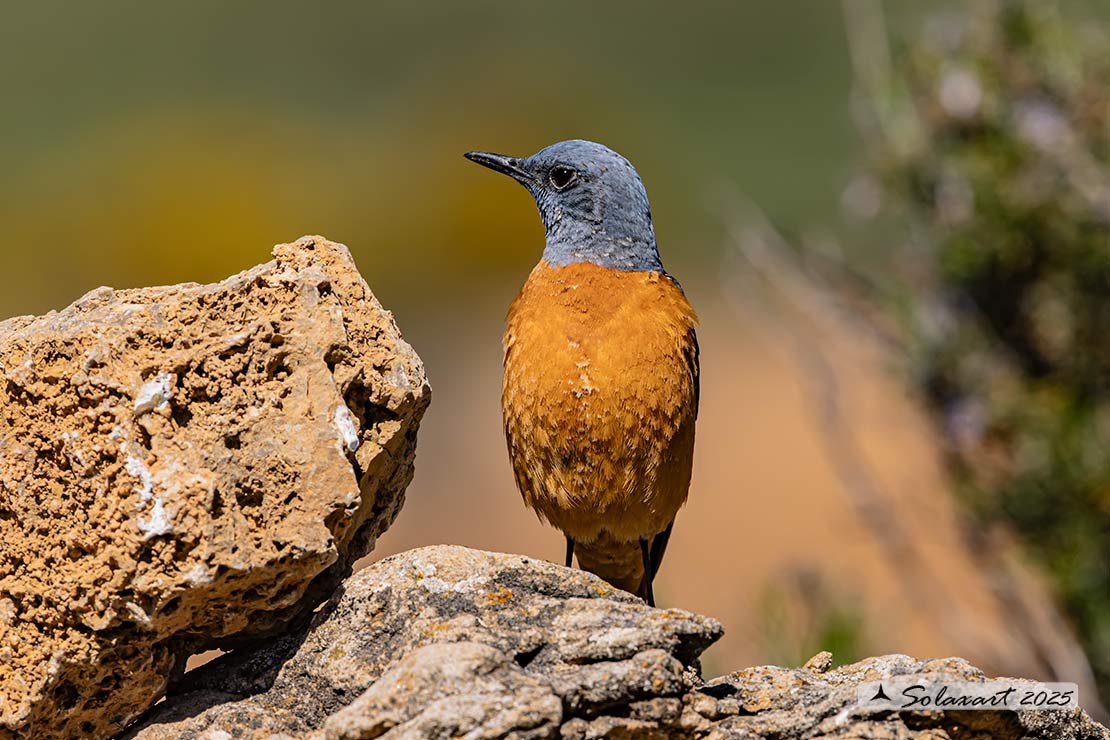 Monticola saxatilis - Codirossone - Common rock thrush