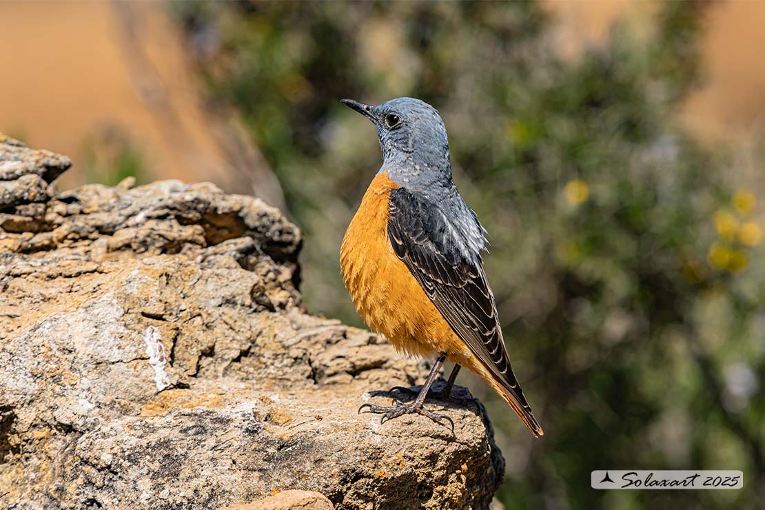 Monticola saxatilis - Codirossone - Common rock thrush