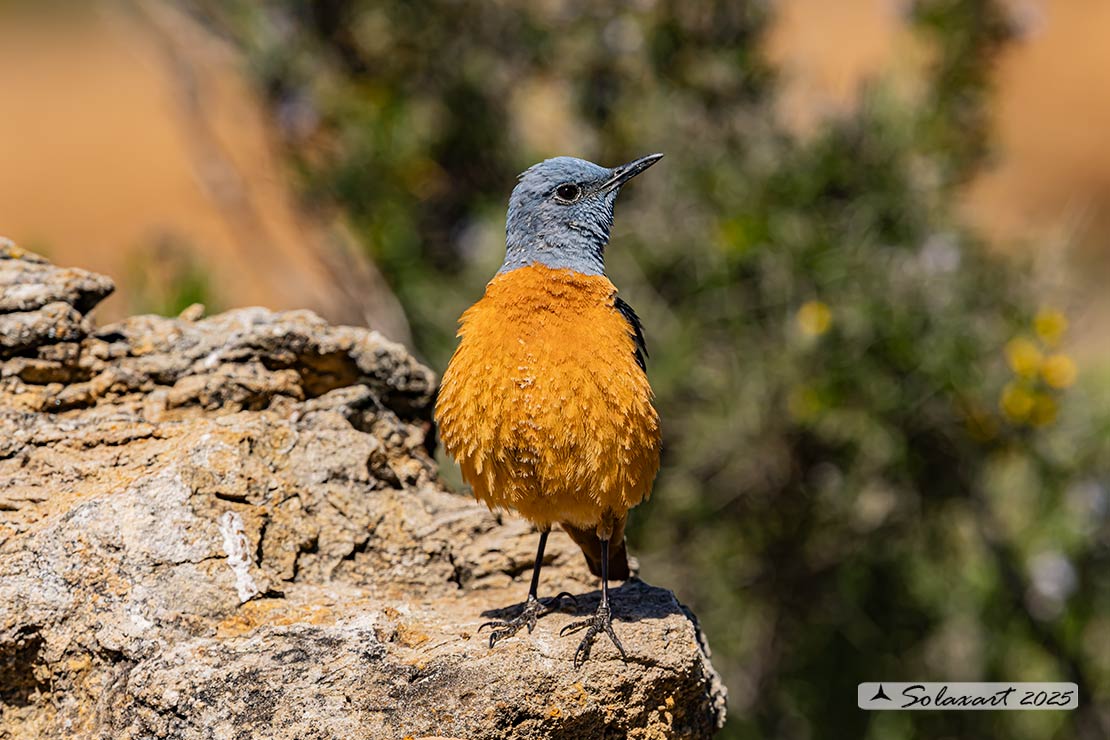 Monticola saxatilis - Codirossone - Common rock thrush