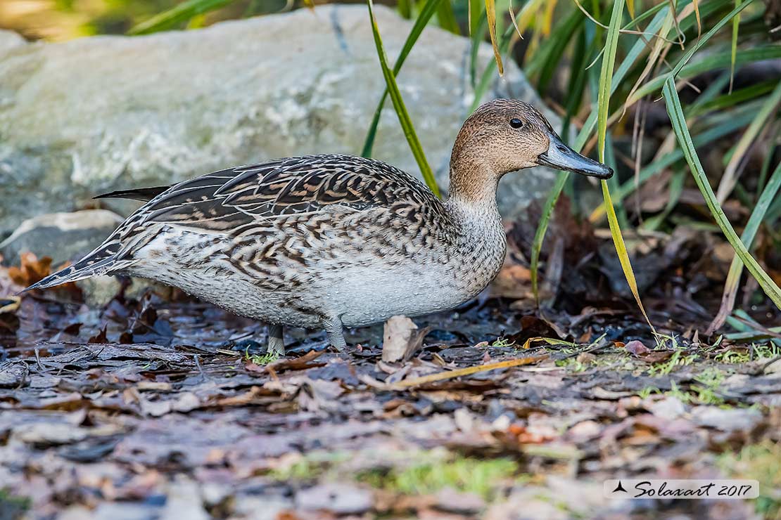 Anas acuta  - Codone  -  Northern pintail