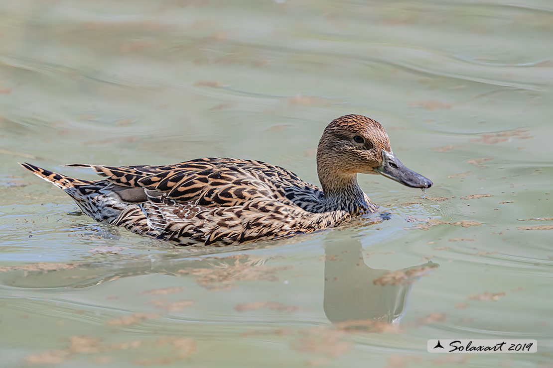Anas acuta:  Codone (femmina) ; Northern pintail (female)