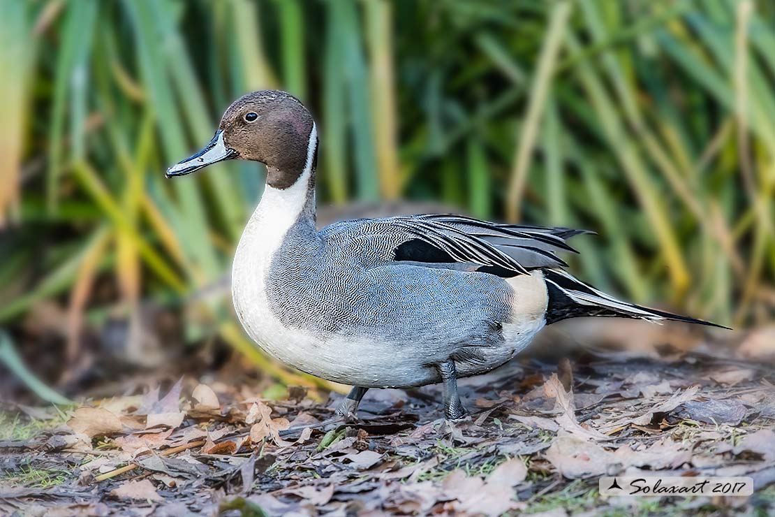Anas acuta:   Codone (maschio) ;   Northern pintail (male)