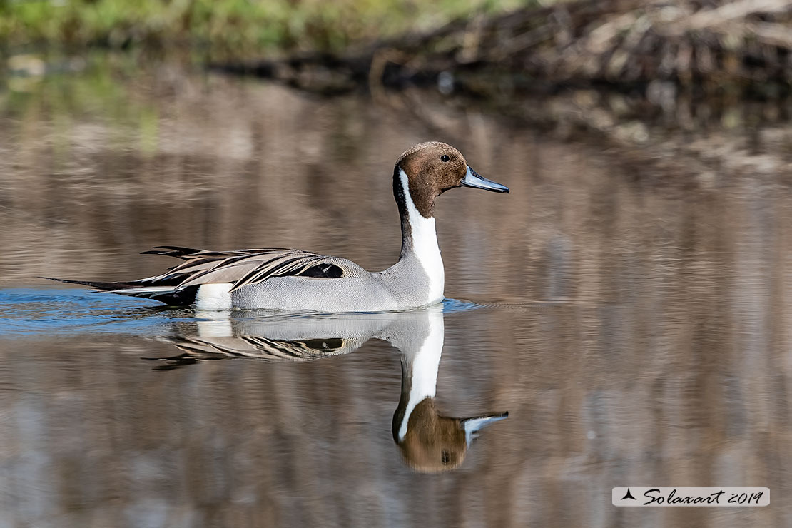 Anas acuta:   Codone (maschio) ;   Northern pintail (male)