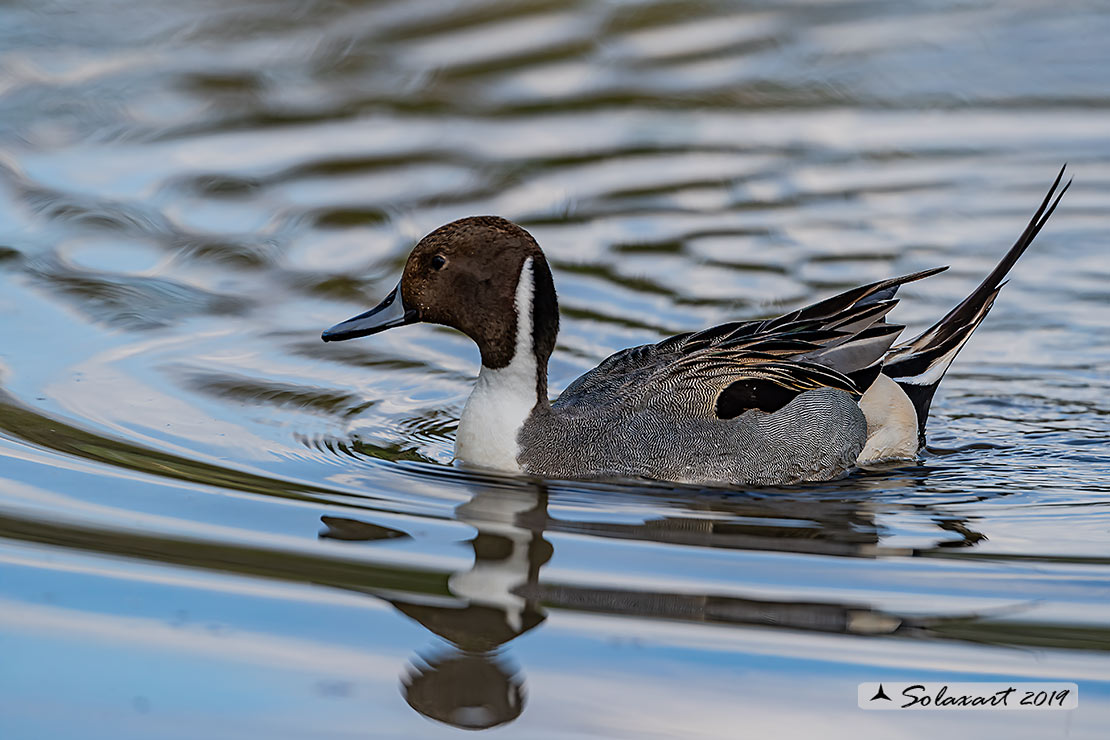 Anas acuta:   Codone (maschio) ;   Northern pintail (male)