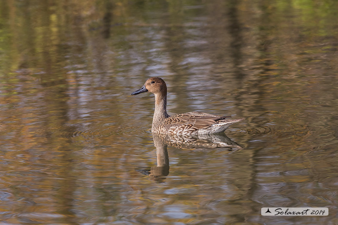 Anas acuta:  Codone (femmina) ; Northern pintail (female)