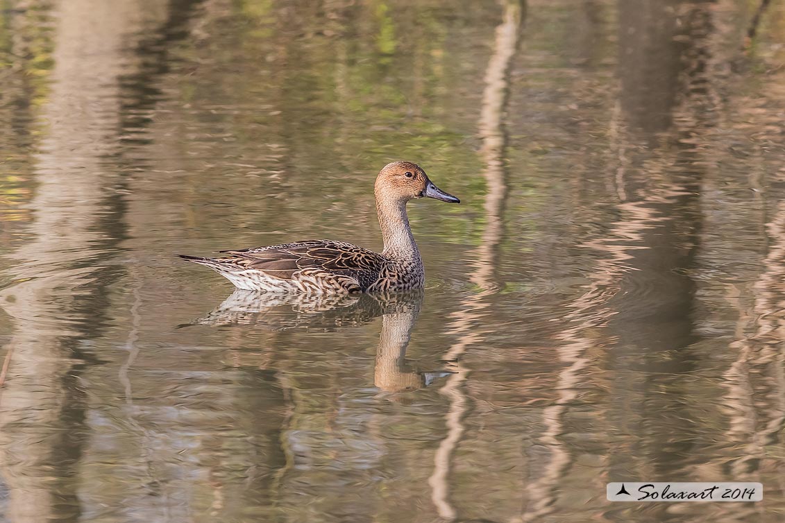 Anas acuta:  Codone (femmina) ; Northern pintail (female)