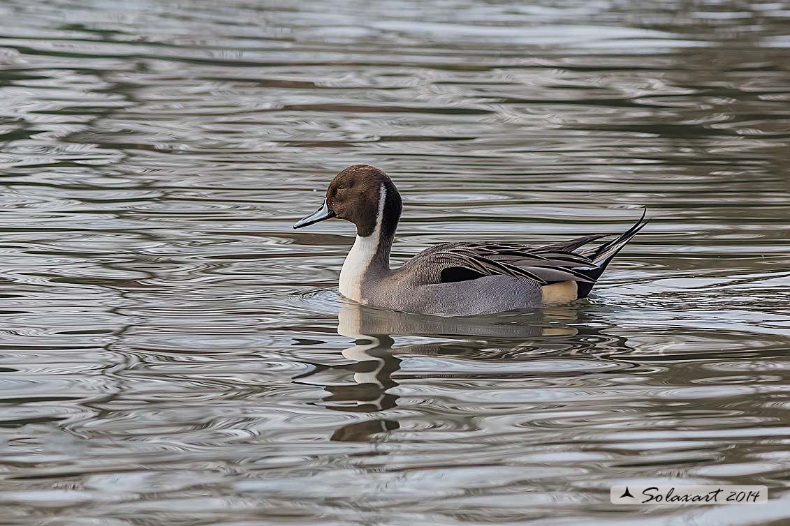 Anas acuta:  Codone (maschio) ; Northern pintail (male)