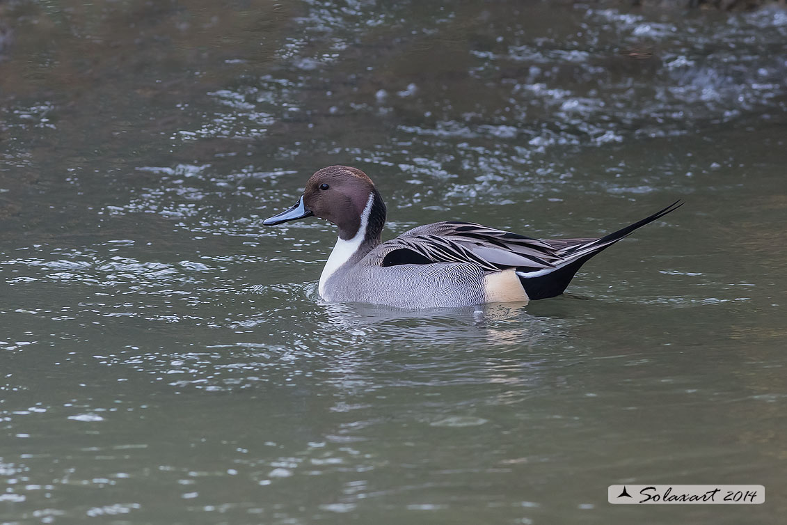 Anas acuta:  Codone (maschio) ; Northern pintail (male)