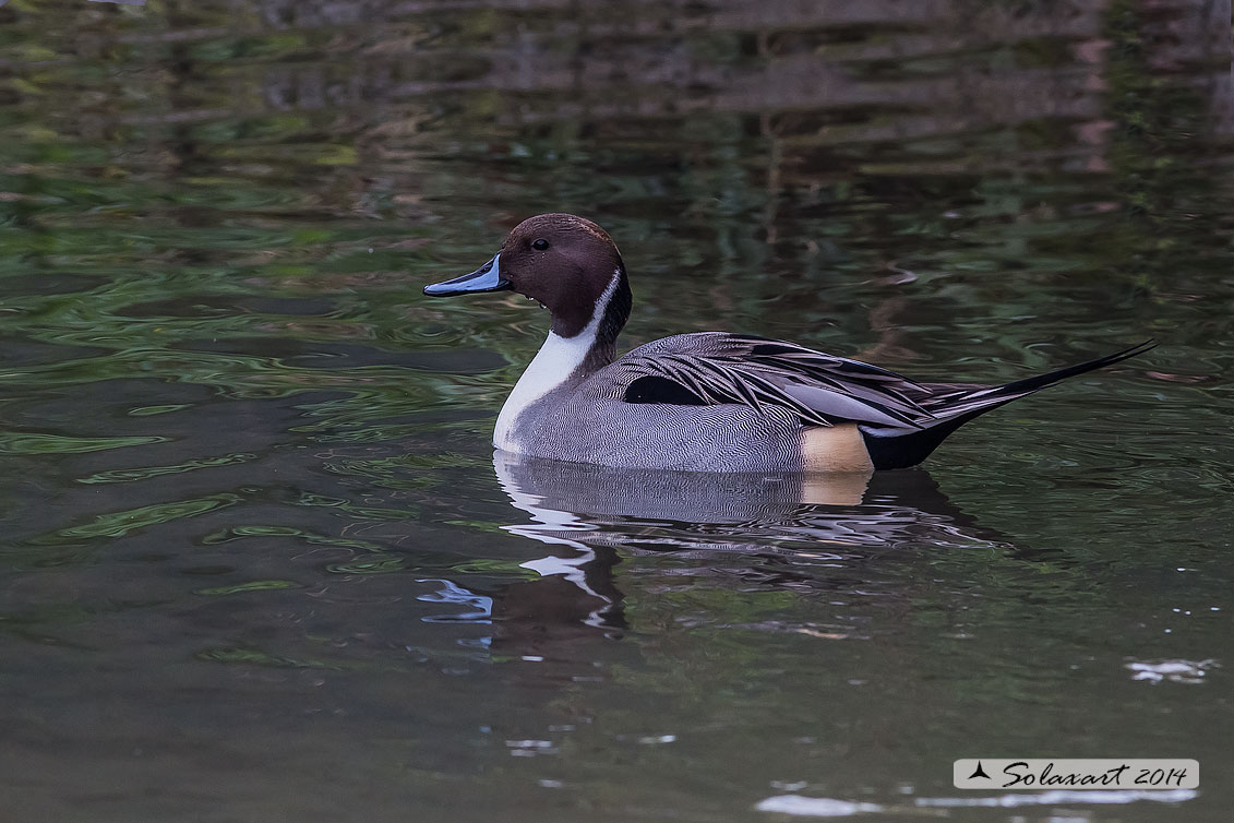 Anas acuta:  Codone (maschio) ; Northern pintail (male)
