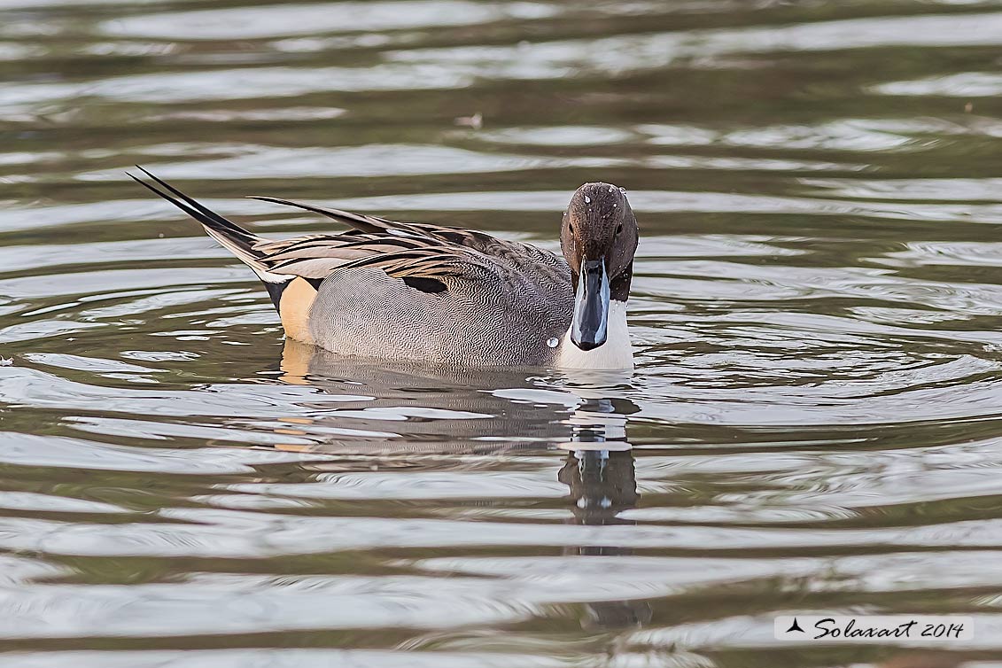 Anas acuta:  Codone (maschio) ; Northern pintail (male)