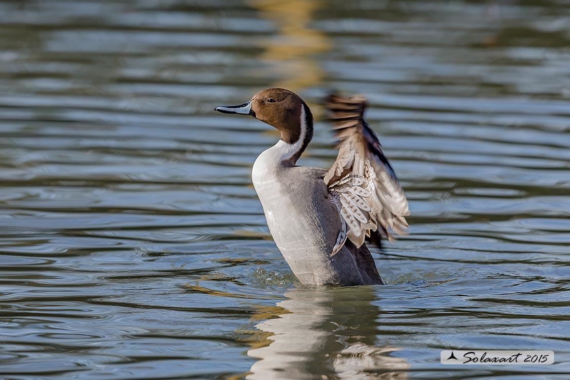 Anas acuta  -  Codone  -  Northern pintail