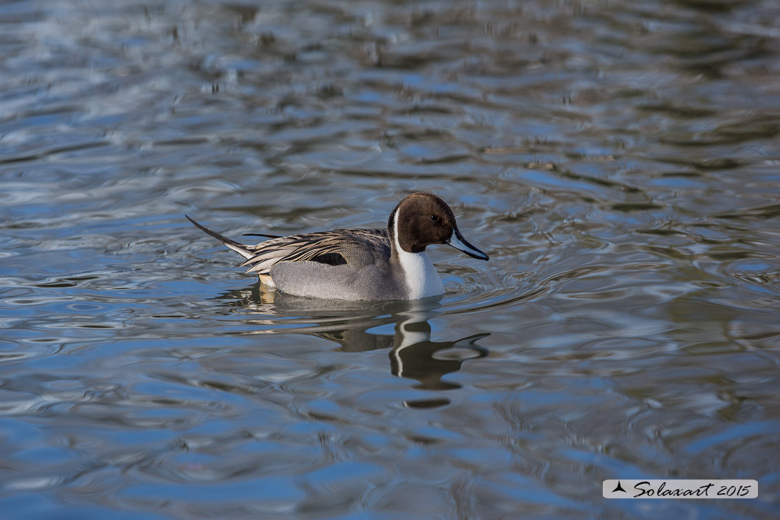 Anas acuta  -  Codone  -  Northern pintail