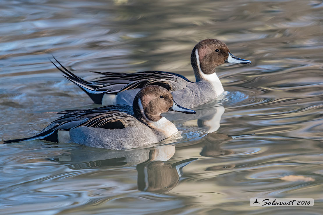 Anas acuta:   Codone (maschio) ;   Northern pintail (male) 