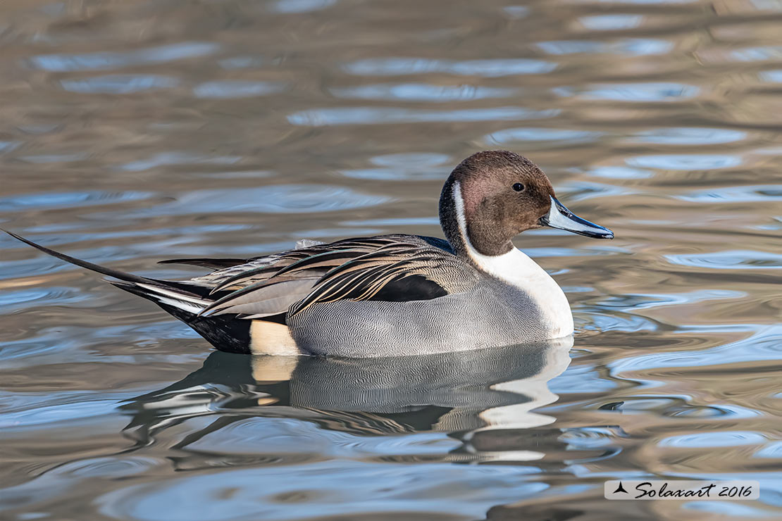Anas acuta:   Codone (maschio) ;   Northern pintail (male) 