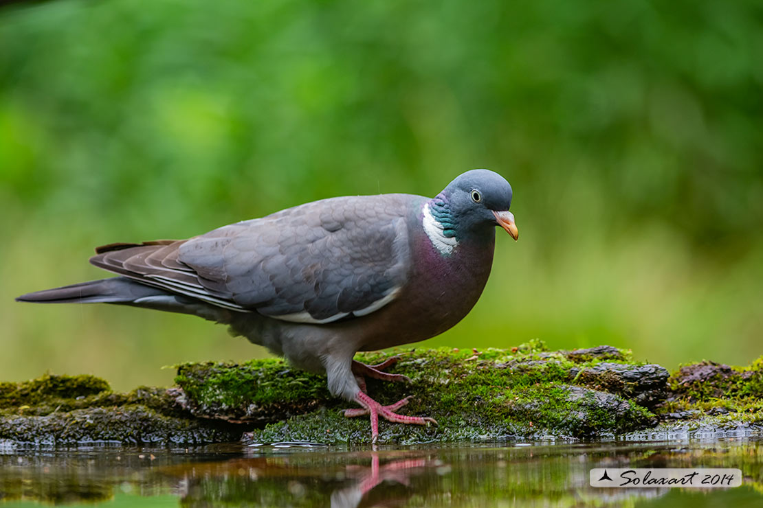 colombaccio (Columba palumbus)