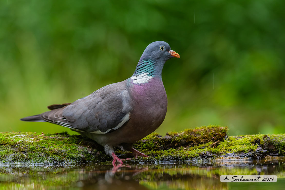 colombaccio (Columba palumbus)