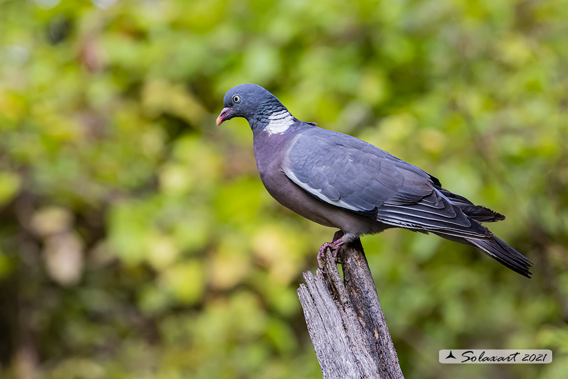 colombaccio (Columba palumbus)