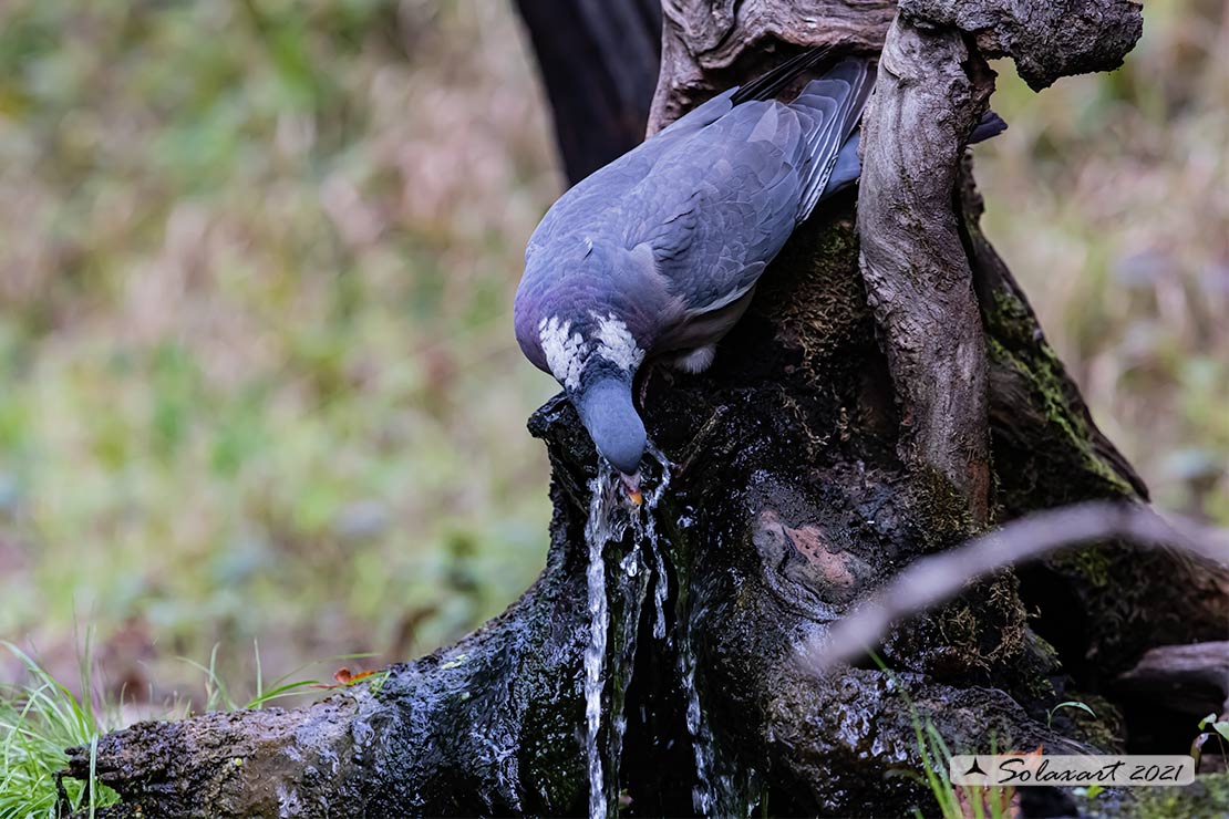 colombaccio (Columba palumbus)