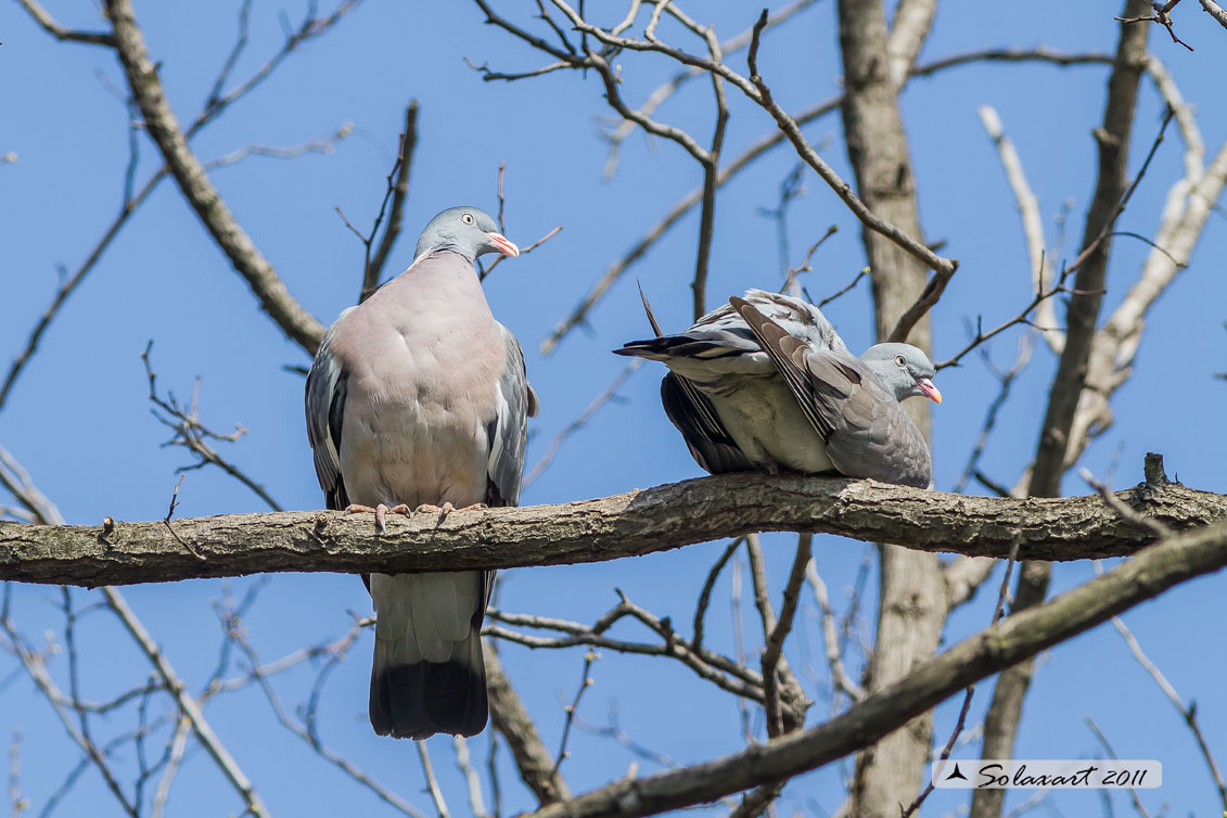 colombaccio (Columba palumbus)