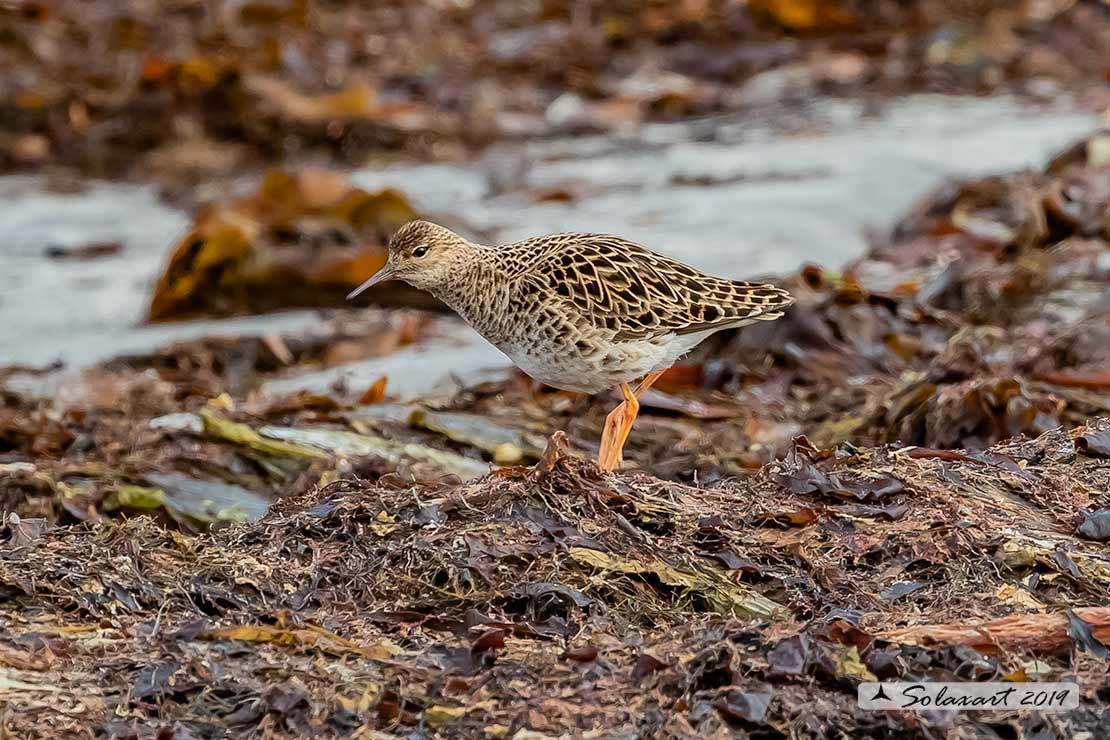 Calidris pugnax: Combattente; Ruff