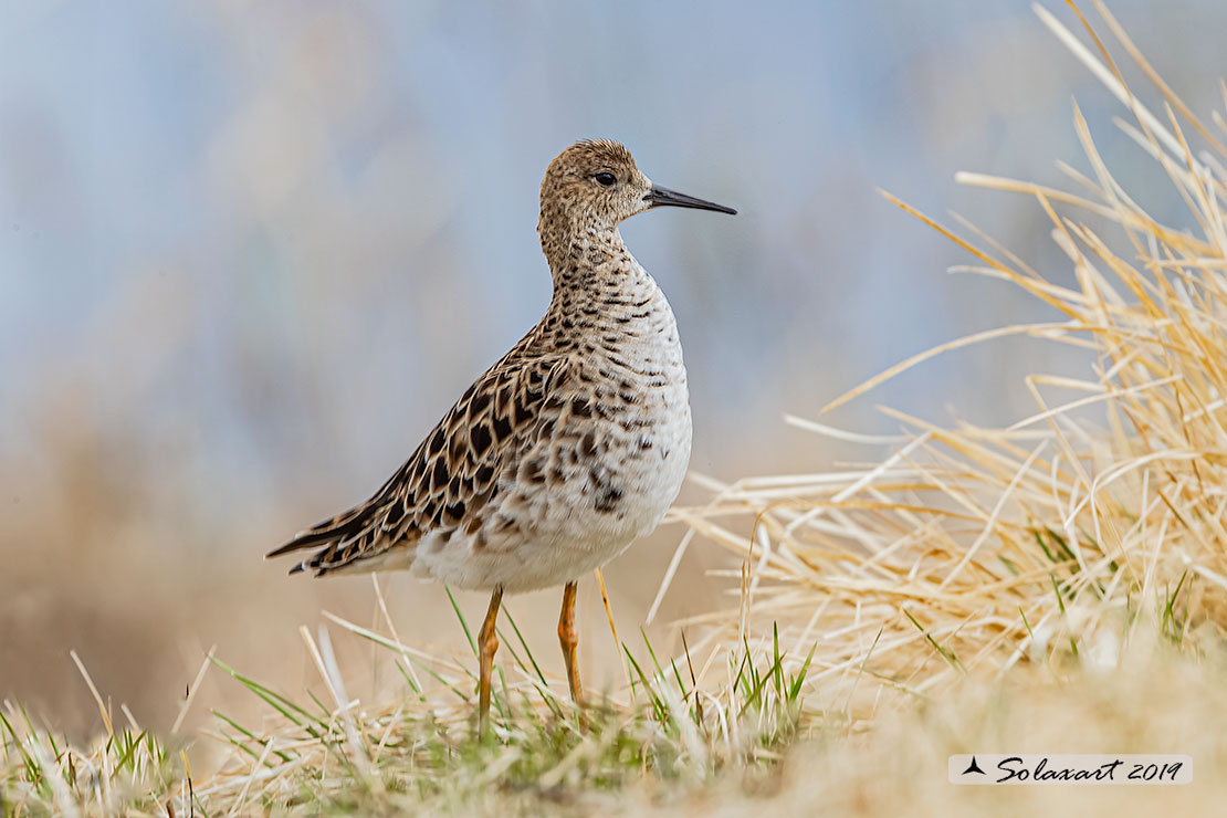 Calidris pugnax: Combattente; Ruff