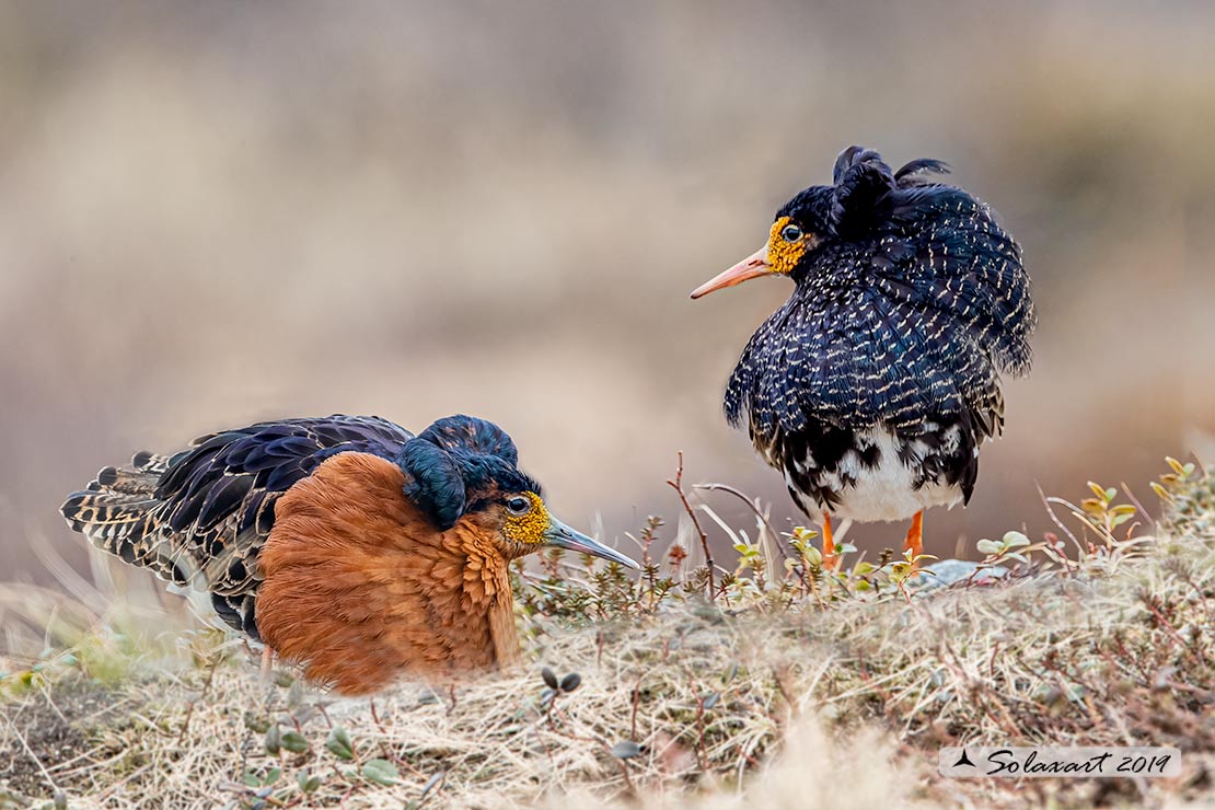 Calidris pugnax: Combattente; Ruff
