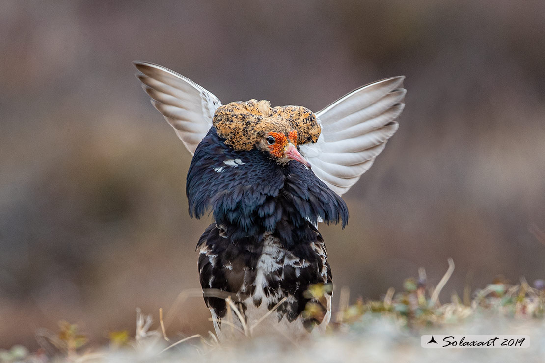 Calidris pugnax: Combattente; Ruff