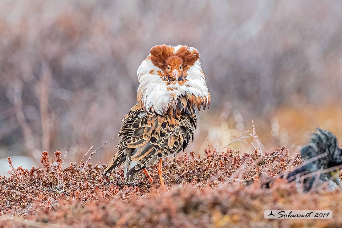 Calidris pugnax: Combattente; Ruff