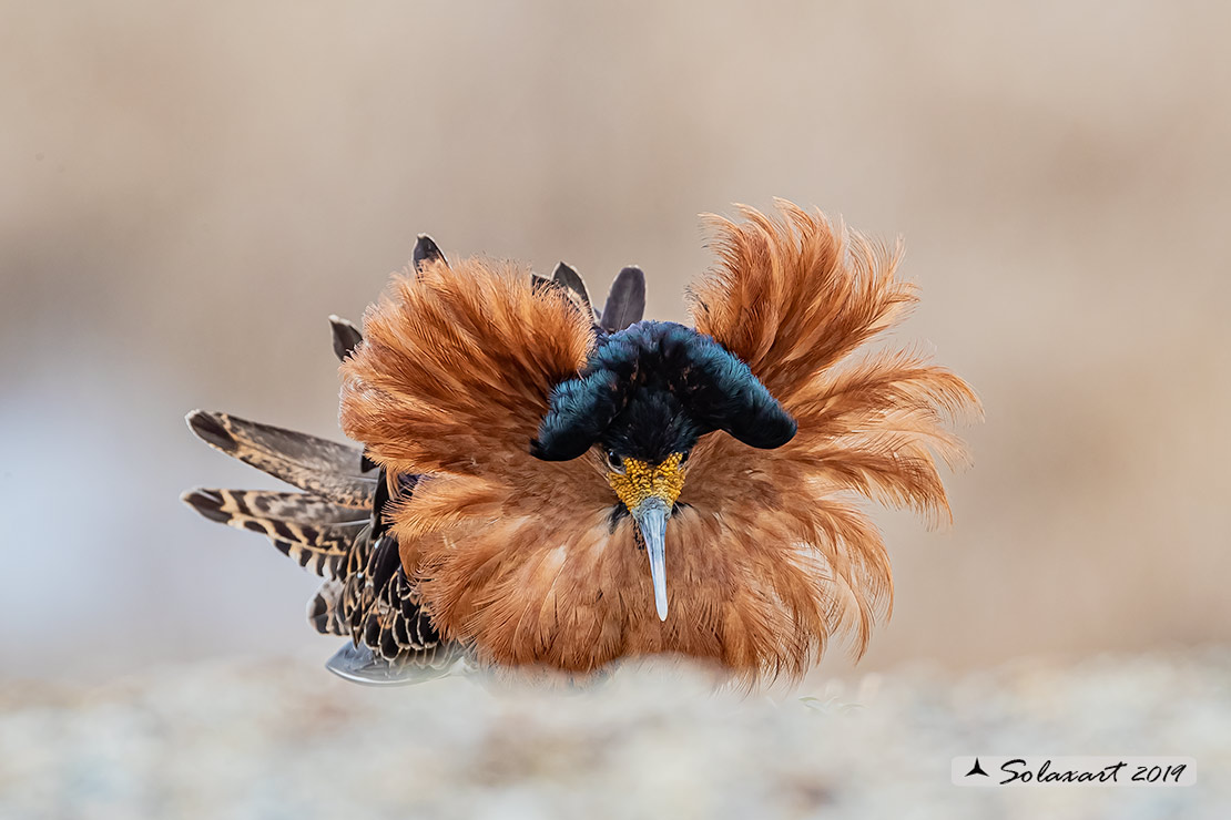 Calidris pugnax: Combattente; Ruff