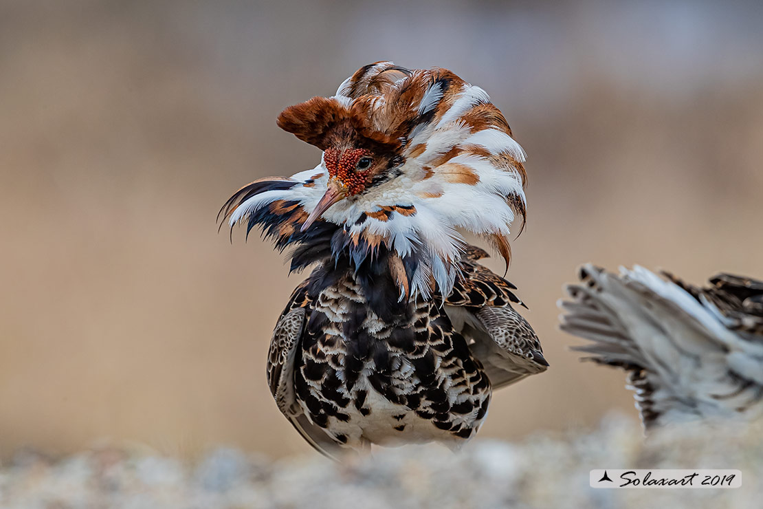 Calidris pugnax: Combattente; Ruff