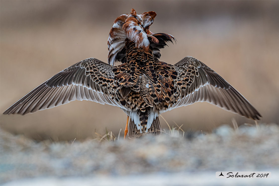 Calidris pugnax: Combattente; Ruff