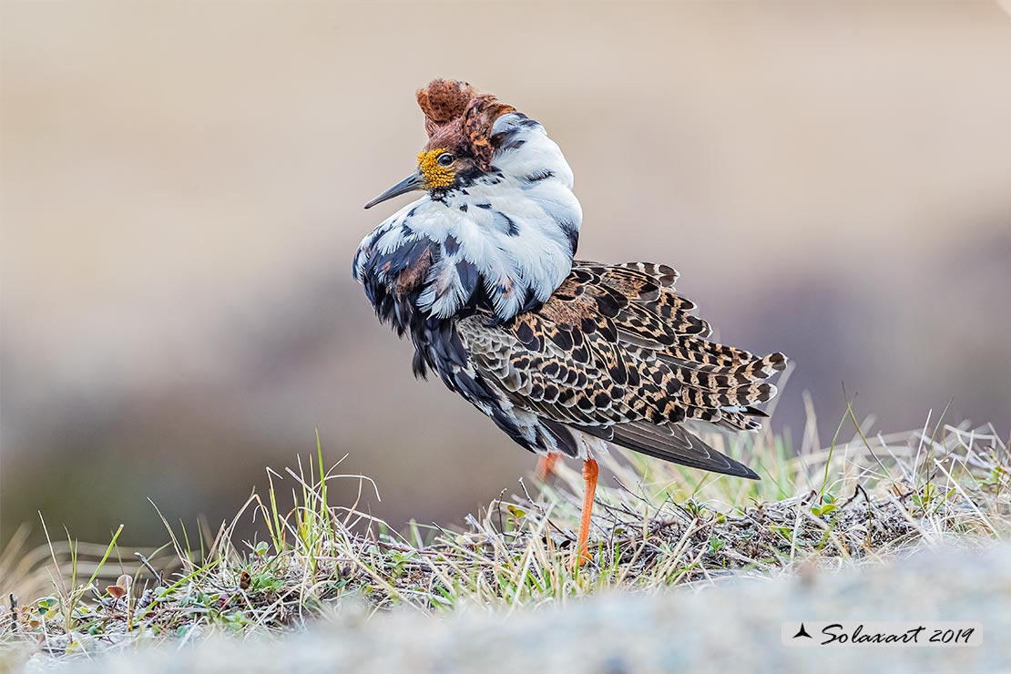 Calidris pugnax: Combattente; Ruff