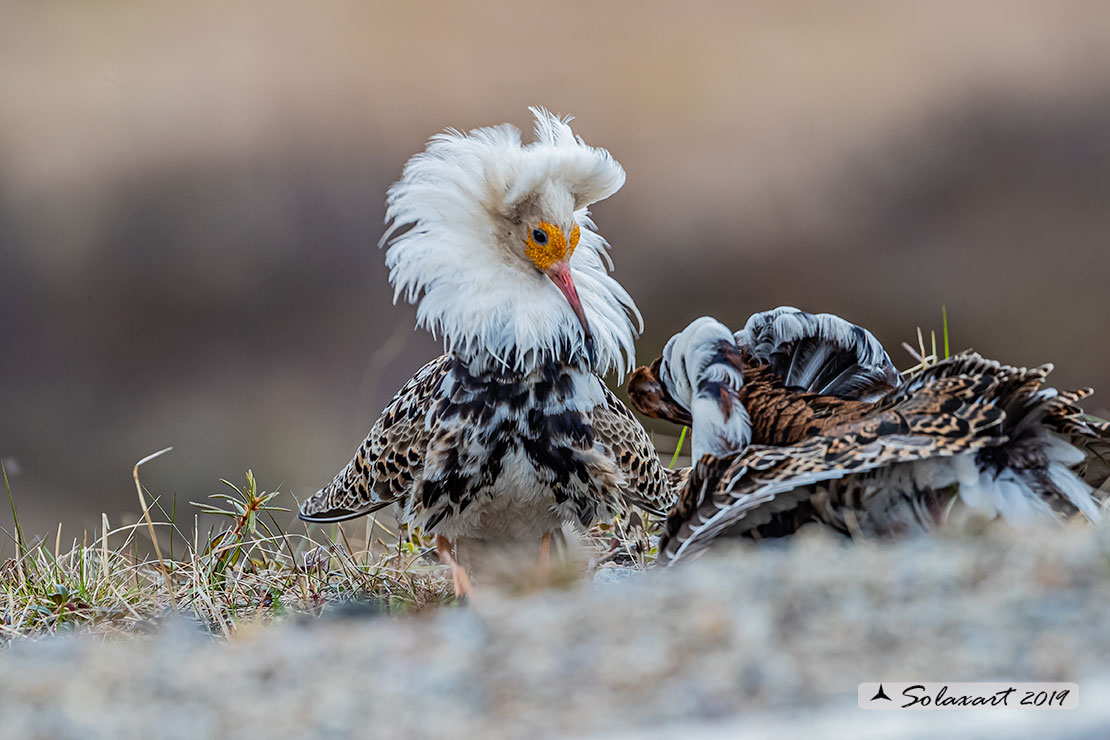 Calidris pugnax: Combattente; Ruff