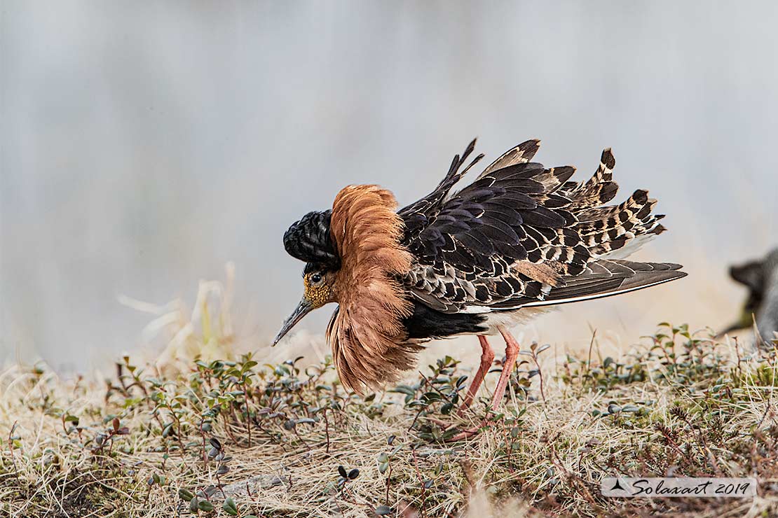 Calidris pugnax: Combattente; Ruff