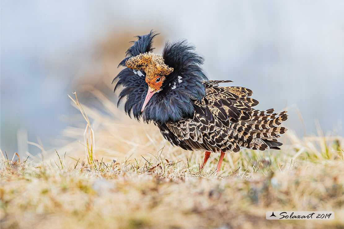 Calidris pugnax: Combattente; Ruff