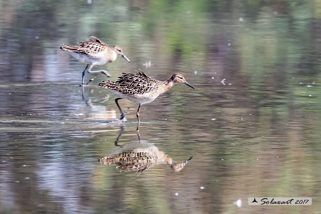 Calidris pugnax :  Combattente;  Ruff