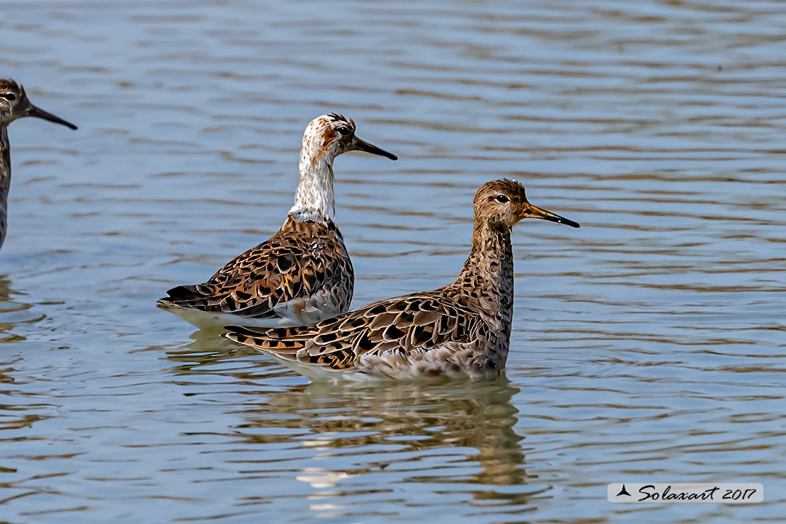 Calidris pugnax :  Combattente;  Ruff